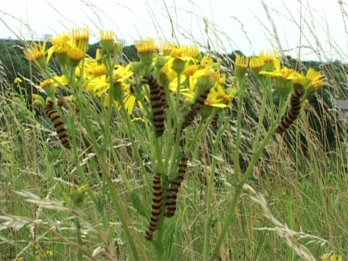 Blutbär ( Tyria jacobaeae ) : Raupen am Jakobskreuzkraut, Am Niederrhein, 22.06.2008